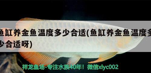 魚缸養(yǎng)金魚溫度多少合適(魚缸養(yǎng)金魚溫度多少合適呀) 非洲象鼻魚