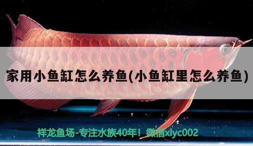 家用小魚缸怎么養(yǎng)魚(小魚缸里怎么養(yǎng)魚)