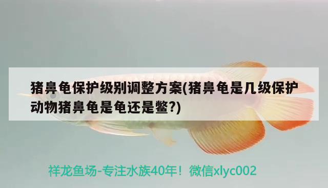 豬鼻龜保護級別調整方案(豬鼻龜是幾級保護動物豬鼻龜是龜還是鱉?) 豬鼻龜