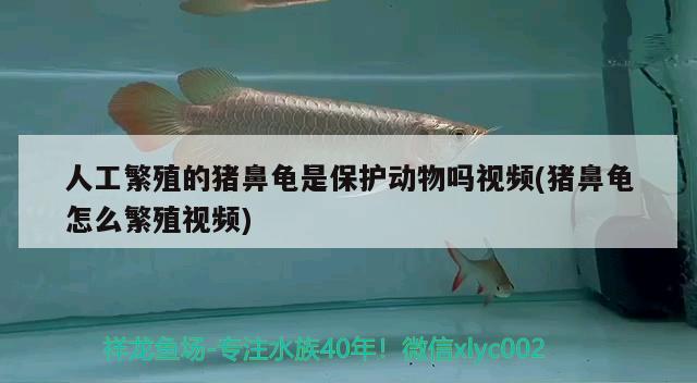 人工繁殖的豬鼻龜是保護(hù)動物嗎視頻(豬鼻龜怎么繁殖視頻) 豬鼻龜