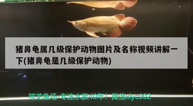 豬鼻龜屬幾級保護動物圖片及名稱視頻講解一下(豬鼻龜是幾級保護動物) 豬鼻龜百科