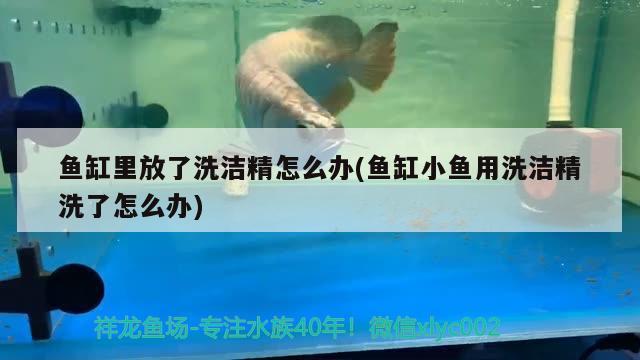 魚缸里放了洗潔精怎么辦(魚缸小魚用洗潔精洗了怎么辦) 祥龍魚場品牌產(chǎn)品