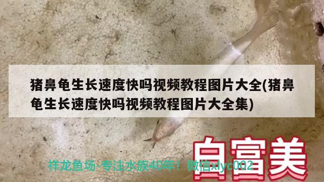 豬鼻龜生長速度快嗎視頻教程圖片大全(豬鼻龜生長速度快嗎視頻教程圖片大全集)