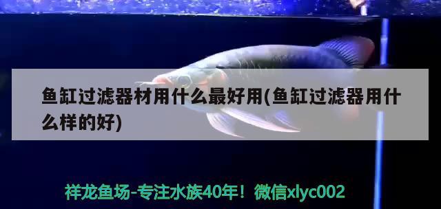 魚缸過濾器材用什么最好用(魚缸過濾器用什么樣的好) 斑馬狗頭魚