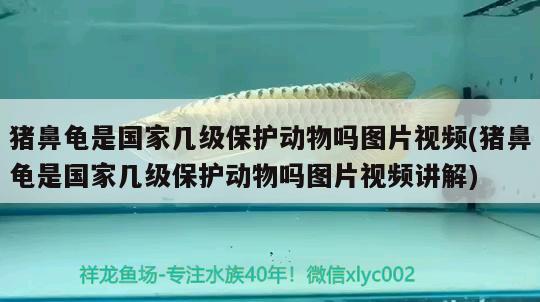 豬鼻龜是國家?guī)准壉Ｗo動物嗎圖片視頻(豬鼻龜是國家?guī)准壉Ｗo動物嗎圖片視頻講解) 豬鼻龜百科