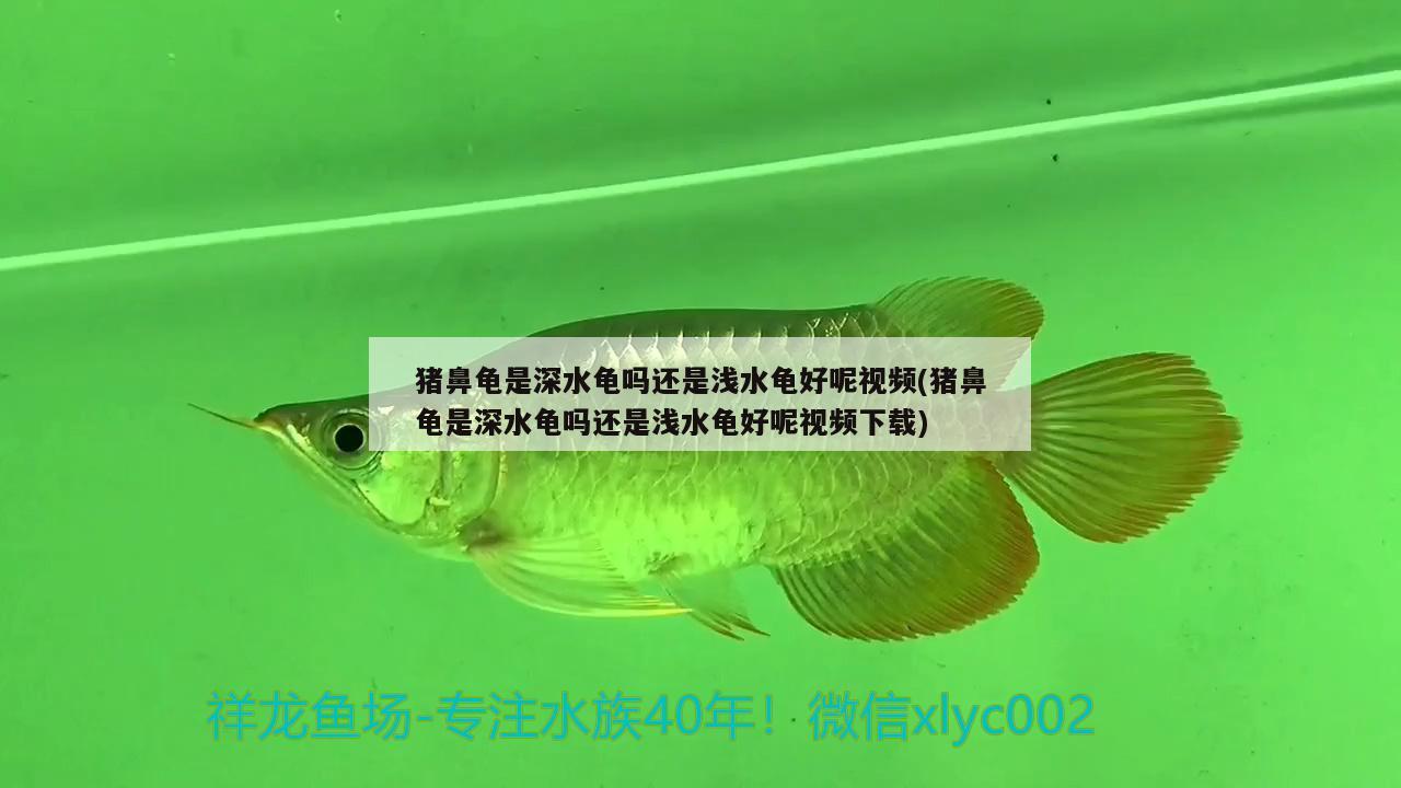 豬鼻龜是深水龜嗎還是淺水龜好呢視頻(豬鼻龜是深水龜嗎還是淺水龜好呢視頻下載) 豬鼻龜百科