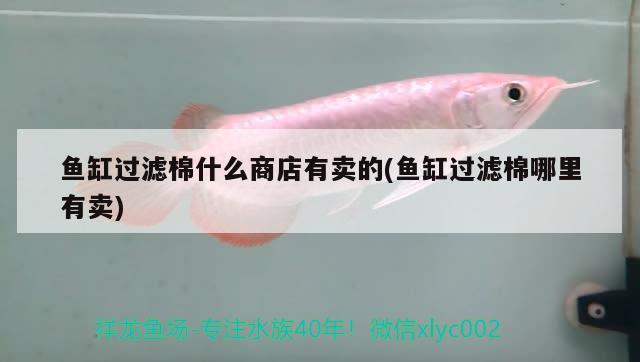 魚(yú)缸過(guò)濾棉什么商店有賣的(魚(yú)缸過(guò)濾棉哪里有賣)