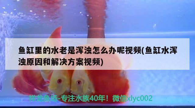 魚缸里的水老是渾濁怎么辦呢視頻(魚缸水渾濁原因和解決方案視頻) 錦鯉魚百科