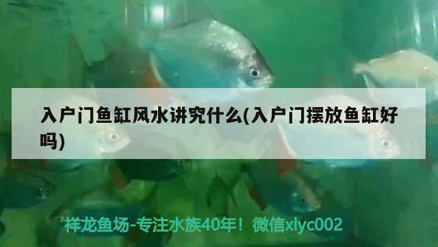 入戶門魚缸風(fēng)水講究什么(入戶門擺放魚缸好嗎)