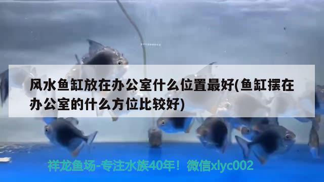 風水魚缸放在辦公室什么位置最好(魚缸擺在辦公室的什么方位比較好)