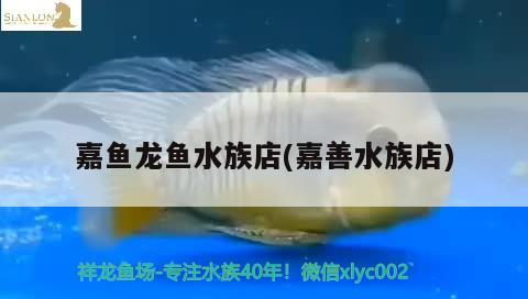 嘉魚龍魚水族店(嘉善水族店) 福滿鉆魚 第2張