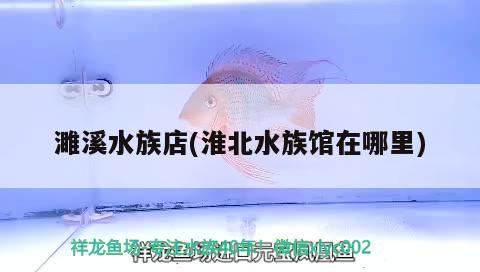 濉溪水族店(淮北水族館在哪里) 黃金達(dá)摩魚(yú) 第1張