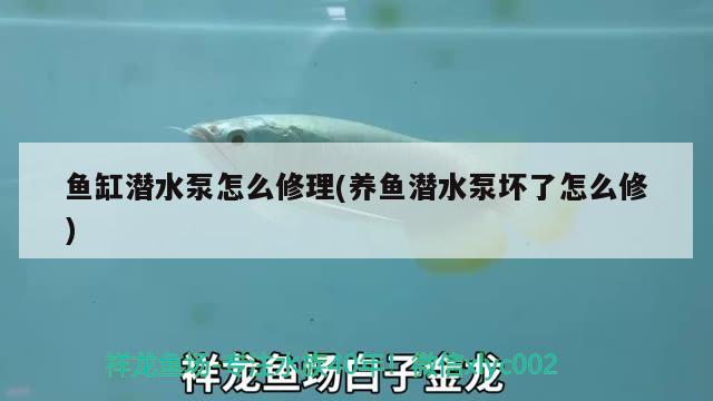 魚缸潛水泵怎么修理(養(yǎng)魚潛水泵壞了怎么修) 潛水艇魚