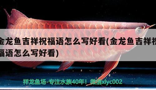 金龍魚吉祥祝福語怎么寫好看(金龍魚吉祥祝福語怎么寫好看) 玫瑰銀版魚