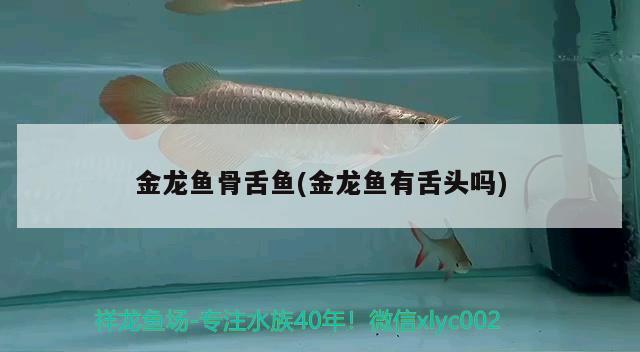 金龍魚骨舌魚(金龍魚有舌頭嗎)