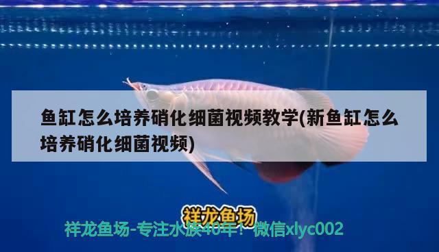 魚(yú)缸怎么培養(yǎng)硝化細(xì)菌視頻教學(xué)(新魚(yú)缸怎么培養(yǎng)硝化細(xì)菌視頻) 硝化細(xì)菌