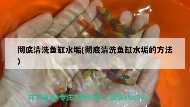 徹底清洗魚(yú)缸水垢(徹底清洗魚(yú)缸水垢的方法) 高背金龍魚(yú)