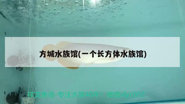 方城水族館(一個(gè)長(zhǎng)方體水族館) 杰西卡恐龍魚