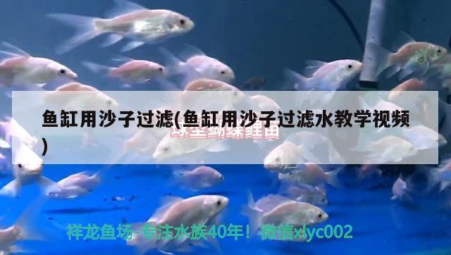 魚缸用沙子過濾(魚缸用沙子過濾水教學(xué)視頻) 紅頭利魚