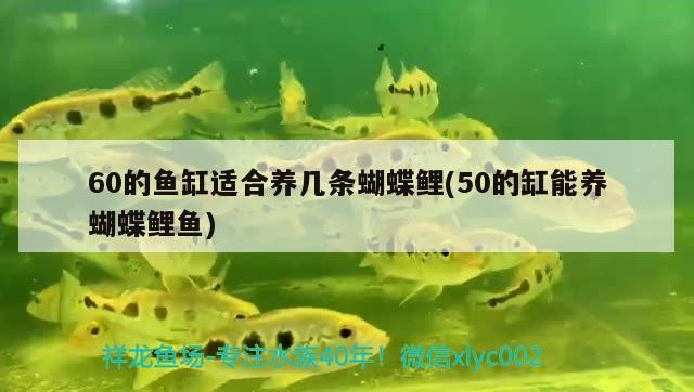 60的魚缸適合養(yǎng)幾條蝴蝶鯉(50的缸能養(yǎng)蝴蝶鯉魚) 蝴蝶鯉