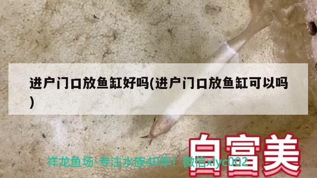 進(jìn)戶門口放魚缸好嗎(進(jìn)戶門口放魚缸可以嗎) 黃金眼鏡蛇雷龍魚 第2張