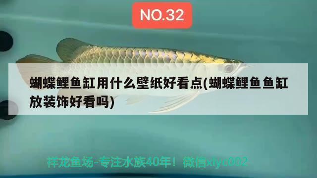 蝴蝶鯉魚缸用什么壁紙好看點(diǎn)(蝴蝶鯉魚魚缸放裝飾好看嗎) 蝴蝶鯉