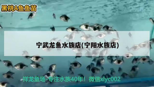 寧武龍魚水族店(寧陽水族店) 白子黑帝王魟魚