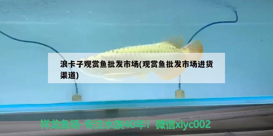 浪卡子觀賞魚批發(fā)市場(chǎng)(觀賞魚批發(fā)市場(chǎng)進(jìn)貨渠道)