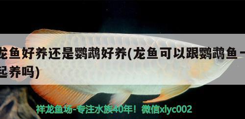 龍魚好養(yǎng)還是鸚鵡好養(yǎng)(龍魚可以跟鸚鵡魚一起養(yǎng)嗎)