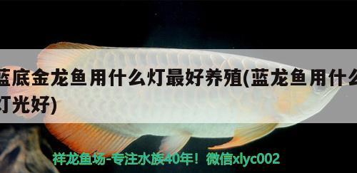 藍(lán)底金龍魚(yú)用什么燈最好養(yǎng)殖(藍(lán)龍魚(yú)用什么燈光好) 大湖紅龍魚(yú)