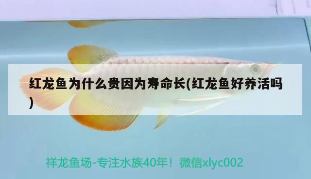 紅龍魚為什么貴因?yàn)閴勖L(紅龍魚好養(yǎng)活嗎) 元寶鯽