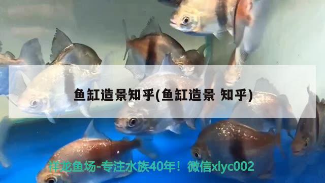 魚缸造景知乎(魚缸造景知乎) 銀古魚苗