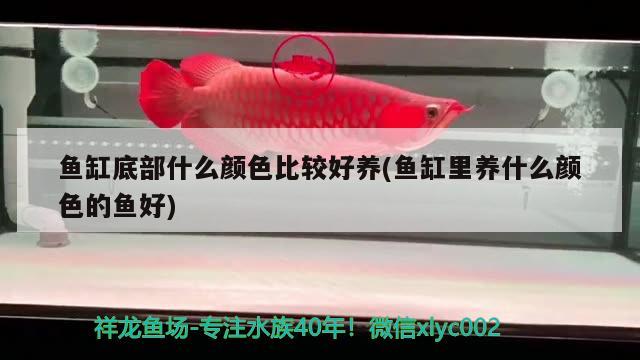 魚缸底部什么顏色比較好養(yǎng)(魚缸里養(yǎng)什么顏色的魚好) 錦鯉魚