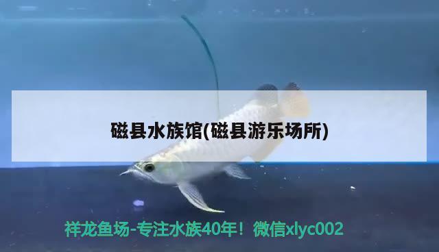 磁縣水族館(磁縣游樂(lè)場(chǎng)所) 觀賞魚(yú)飼料