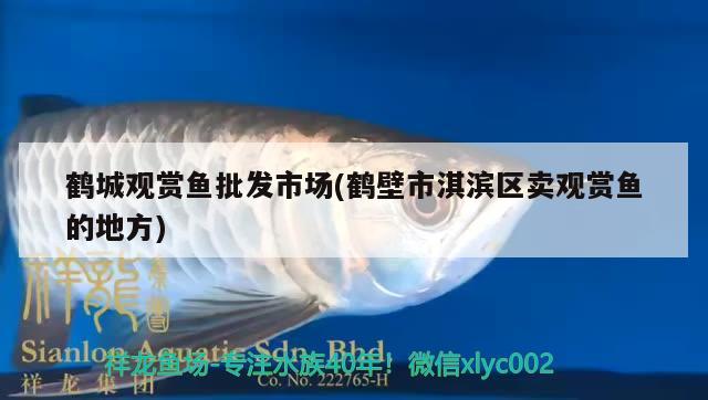 鶴城觀賞魚(yú)批發(fā)市場(chǎng)(鶴壁市淇濱區(qū)賣觀賞魚(yú)的地方) 觀賞魚(yú)批發(fā)