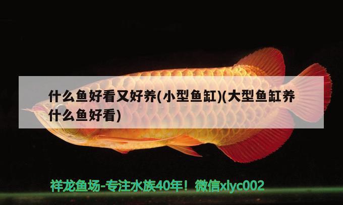 什么魚(yú)好看又好養(yǎng)(小型魚(yú)缸)(大型魚(yú)缸養(yǎng)什么魚(yú)好看) 蝴蝶鯉