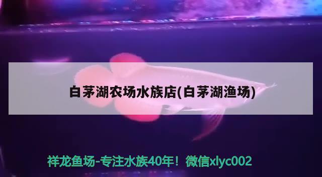 白茅湖農(nóng)場水族店(白茅湖漁場) 黃金河虎魚