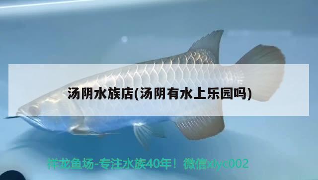 湯陰水族店(湯陰有水上樂園嗎) 祥龍龍魚魚糧