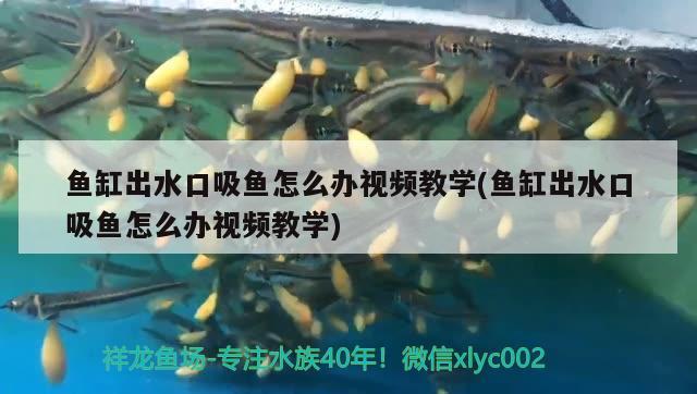 魚缸出水口吸魚怎么辦視頻教學(xué)(魚缸出水口吸魚怎么辦視頻教學(xué)) 祥龍魚場其他產(chǎn)品