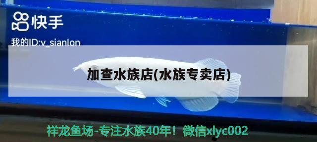 加查水族店(水族專賣店) 賽級(jí)紅龍魚