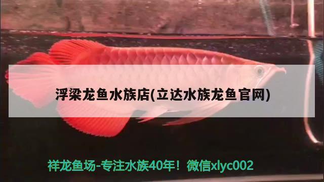 浮梁龍魚水族店(立達水族龍魚官網(wǎng)) B級過背金龍魚