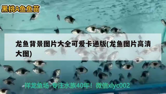 龍魚背景圖片大全可愛卡通版(龍魚圖片高清大圖)