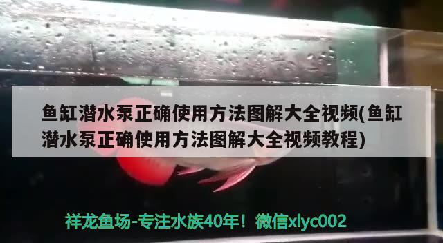 魚缸潛水泵正確使用方法圖解大全視頻(魚缸潛水泵正確使用方法圖解大全視頻教程) 祥龍金禾金龍魚