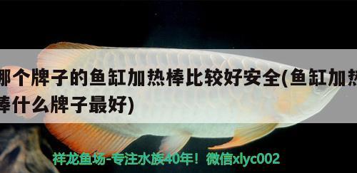 哪個牌子的魚缸加熱棒比較好安全(魚缸加熱棒什么牌子最好) 狗仔招財貓魚