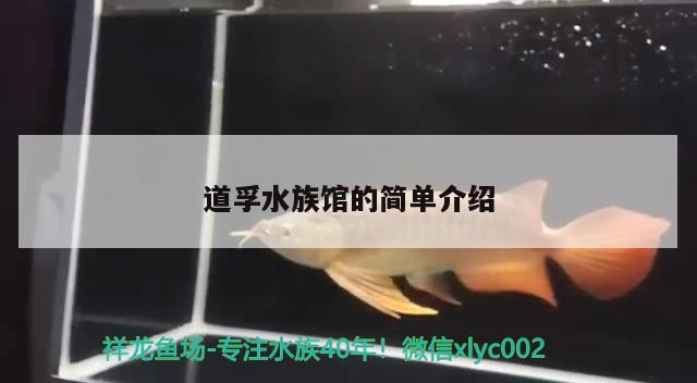 道孚水族館的簡單介紹 祥龍金禾金龍魚