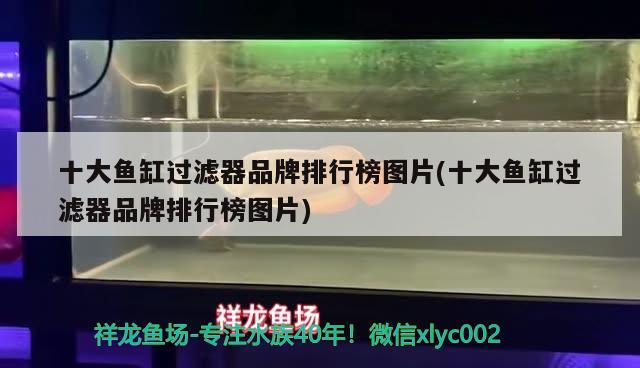 十大魚缸過濾器品牌排行榜圖片(十大魚缸過濾器品牌排行榜圖片) 祥禾Super Red紅龍魚