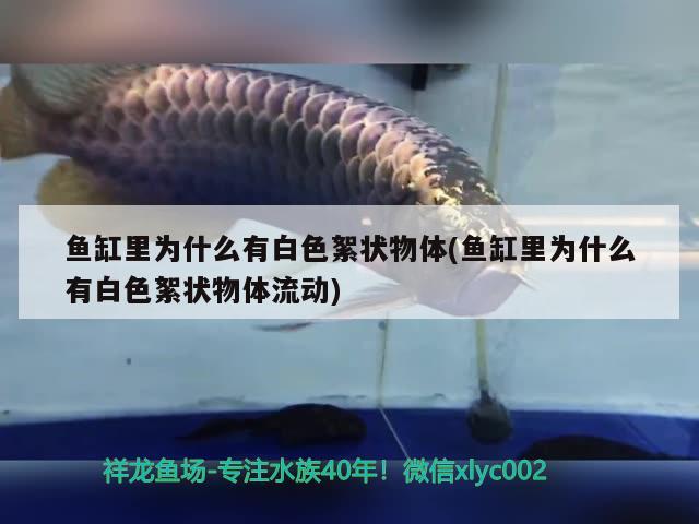 魚缸里為什么有白色絮狀物體(魚缸里為什么有白色絮狀物體流動(dòng)) 黃寬帶蝴蝶魚