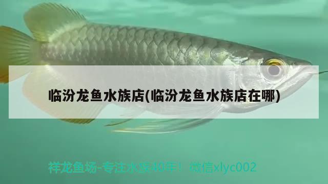 臨汾龍魚水族店(臨汾龍魚水族店在哪) 魚缸風(fēng)水