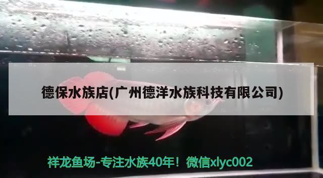 德保水族店(廣州德洋水族科技有限公司) 祥龍藍珀金龍魚