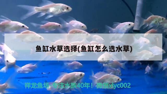 魚缸水草選擇(魚缸怎么選水草) 水草